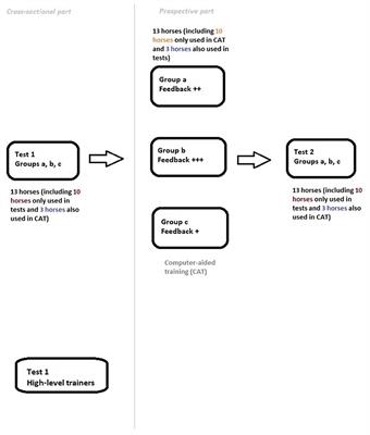 Evaluation of feedback methods for improved detection of hindlimb lameness in horses among riding instructors and trainers